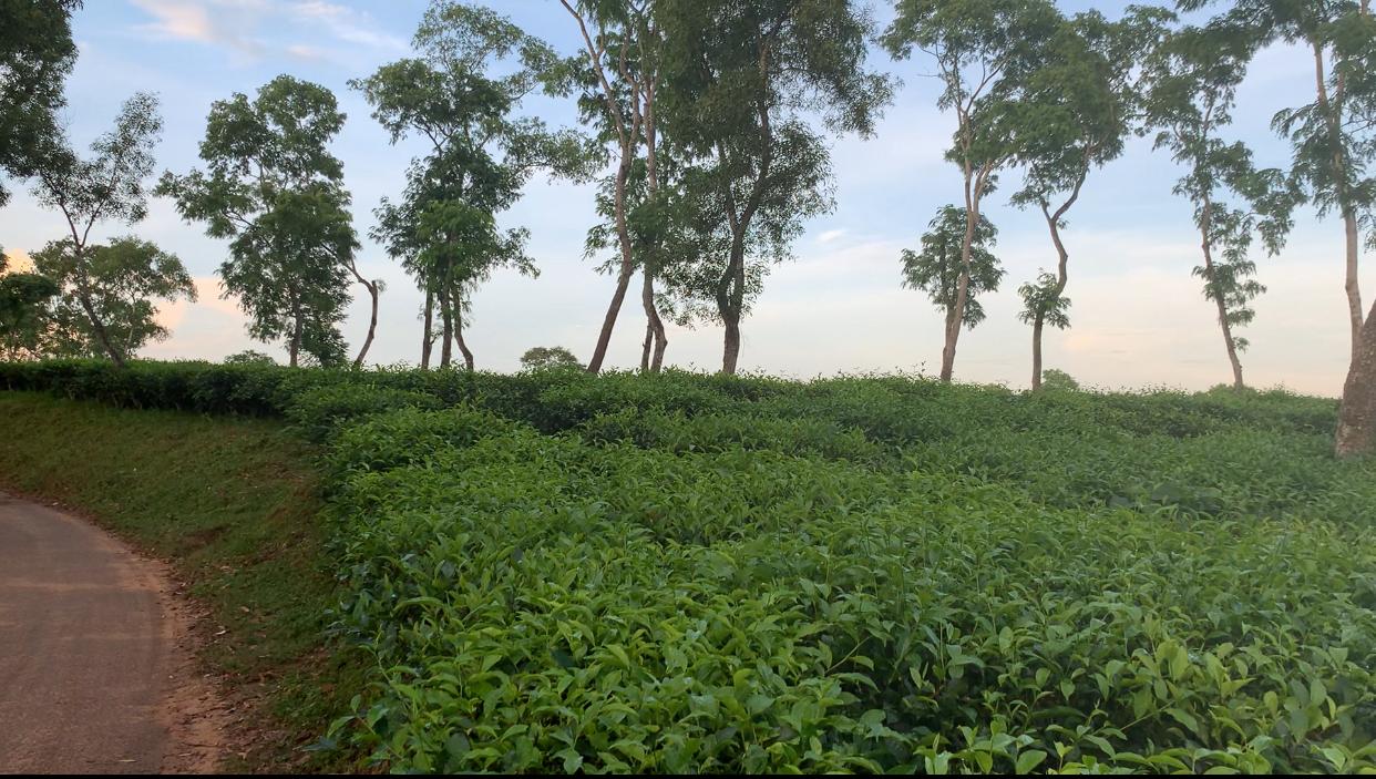 Surroundings of Teliyapara: Discover the scenic Surma, Chanpur, and Chandichhara tea gardens, Satchhari National Park, and historical sites like the bullet-shaped war memorial and manager’s bungalow. Photo: Md. Saef Ullah 